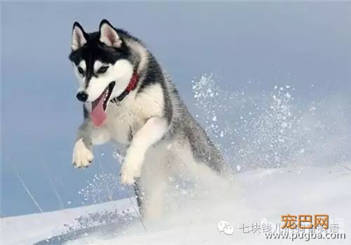 养适合你的，你适合的狗-9.jpeg