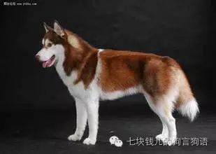 养适合你的，你适合的狗-10.jpeg