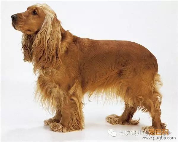 养适合你的，你适合的狗-14.jpeg