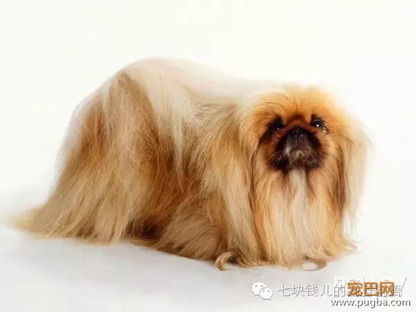 养适合你的，你适合的狗-16.jpeg