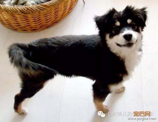 养适合你的，你适合的狗-20.jpeg