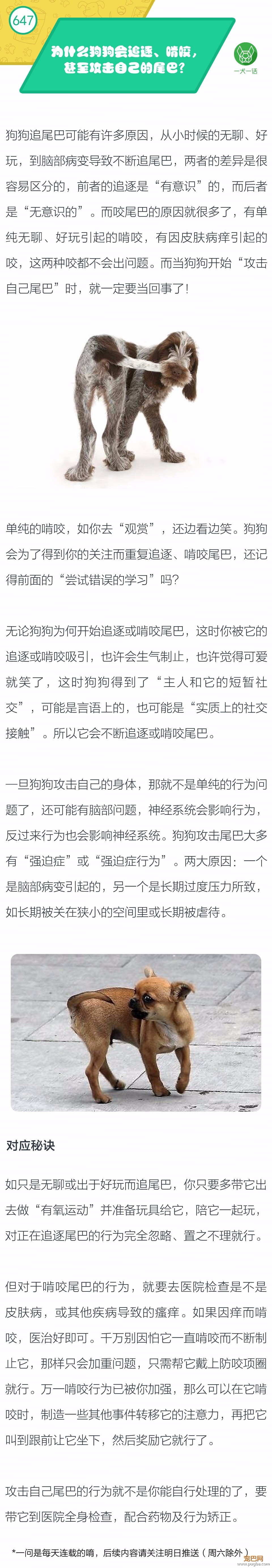 为什么狗狗会追逐、啃咬，甚至攻击自己的尾巴？-1.jpeg