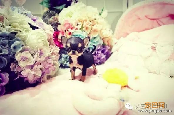 茶杯狗，萌萌的外表下... 却又是一场噩梦...-4.jpeg