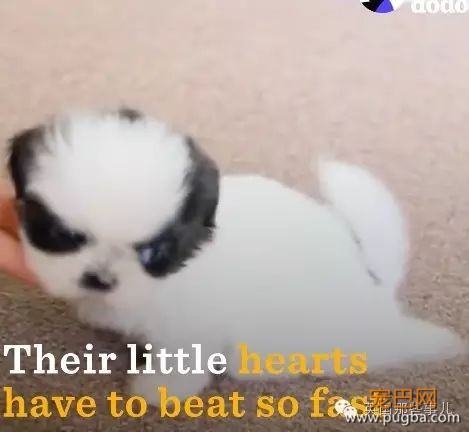 茶杯狗，萌萌的外表下... 却又是一场噩梦...-20.jpeg