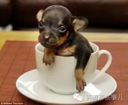 茶杯狗，萌萌的外表下... 却又是一场噩梦...-19.jpeg