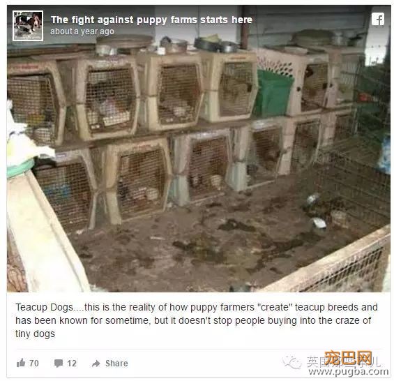茶杯狗，萌萌的外表下... 却又是一场噩梦...-17.jpeg