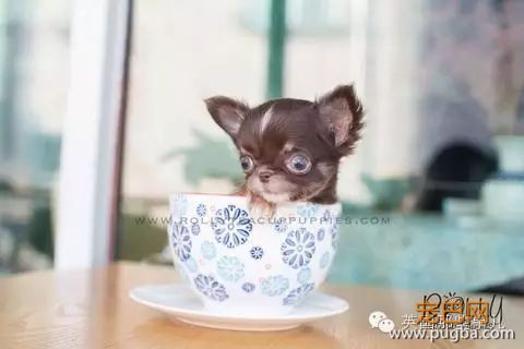 茶杯狗，萌萌的外表下... 却又是一场噩梦...-24.jpeg