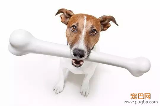 给狗狗补钙要适量，不然更危险！-1.jpeg
