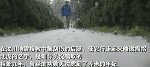 11年过去了，你还记得在汶川地震中救出15人的这只搜救犬么？-11.gif