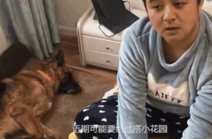 11年过去了，你还记得在汶川地震中救出15人的这只搜救犬么？-15.gif