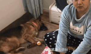 11年过去了，你还记得在汶川地震中救出15人的这只搜救犬么？-18.gif