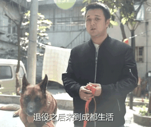 11年过去了，你还记得在汶川地震中救出15人的这只搜救犬么？-20.gif