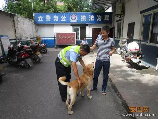 狗狗走丢怎么办？-1.jpeg