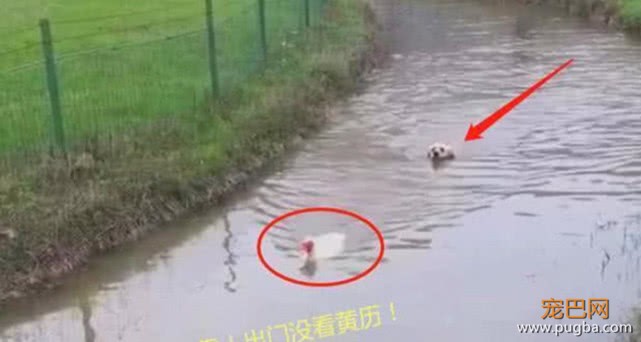 金毛下水去追鹅，一眨眼就没了鹅的踪影，满脸懵逼的样子逗笑人-2.jpeg