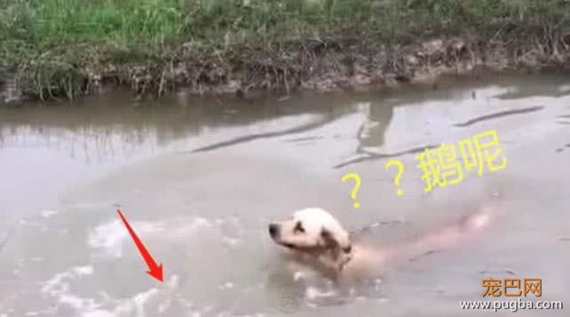 金毛下水去追鹅，一眨眼就没了鹅的踪影，满脸懵逼的样子逗笑人-3.jpeg