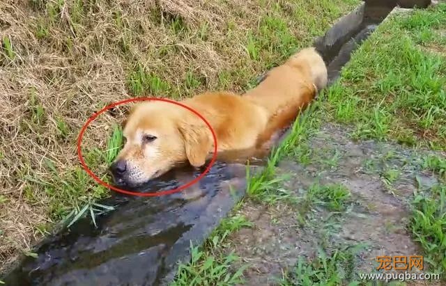 金毛对抓鱼情有独钟，堵住水渠抓鱼竟然把自己卡住了！-1.jpeg