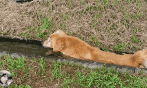 金毛对抓鱼情有独钟，堵住水渠抓鱼竟然把自己卡住了！-6.gif