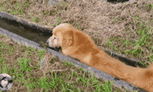 金毛对抓鱼情有独钟，堵住水渠抓鱼竟然把自己卡住了！-5.gif