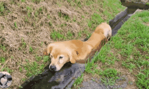 金毛对抓鱼情有独钟，堵住水渠抓鱼竟然把自己卡住了！-7.gif