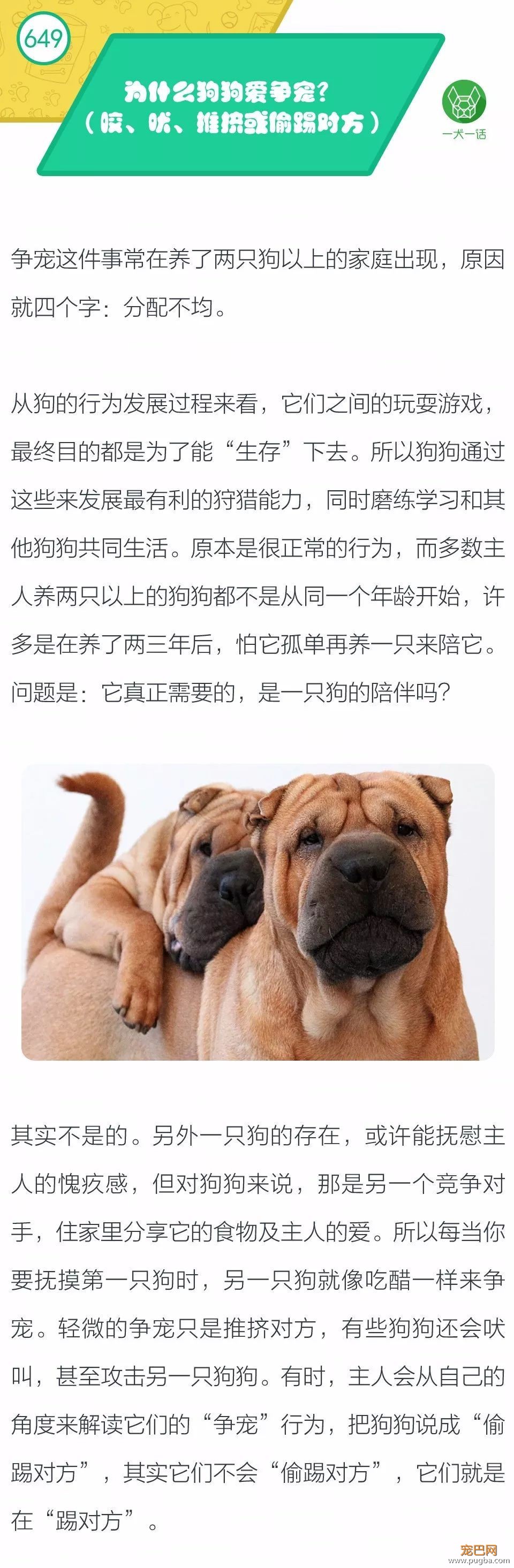 为什么狗狗爱争宠？-1.jpeg