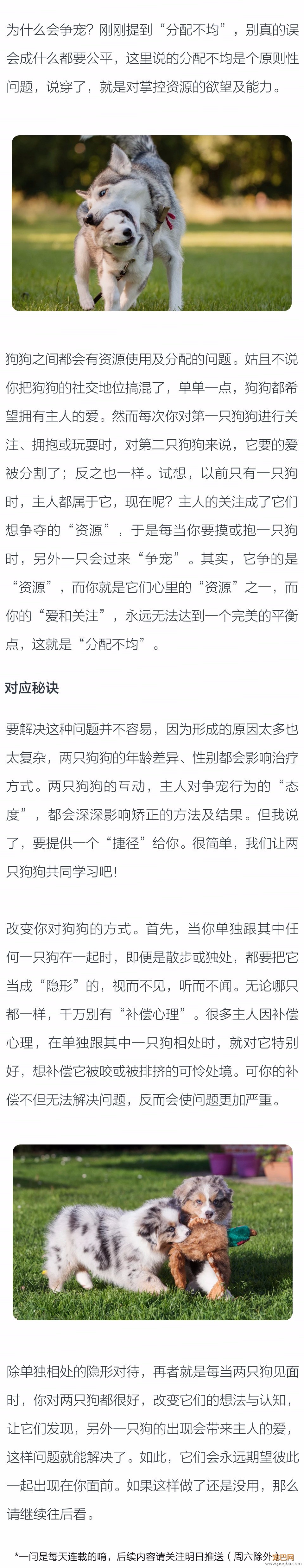 为什么狗狗爱争宠？-2.jpeg