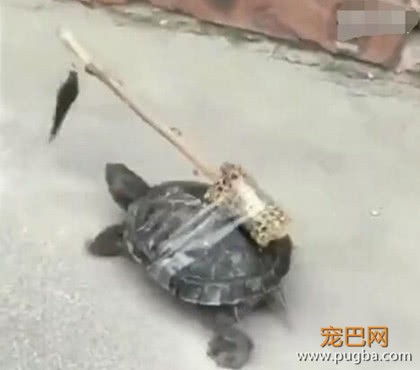 主人和乌龟恶作剧，乌龟上当后傻傻往前追，网友直呼智商是硬伤-2.jpeg