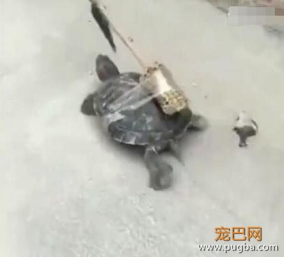 主人和乌龟恶作剧，乌龟上当后傻傻往前追，网友直呼智商是硬伤-3.jpeg