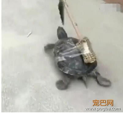 主人和乌龟恶作剧，乌龟上当后傻傻往前追，网友直呼智商是硬伤-4.jpeg