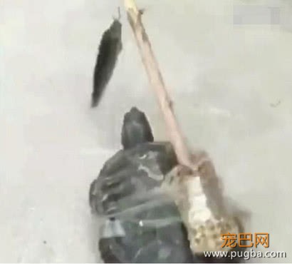主人和乌龟恶作剧，乌龟上当后傻傻往前追，网友直呼智商是硬伤-5.jpeg