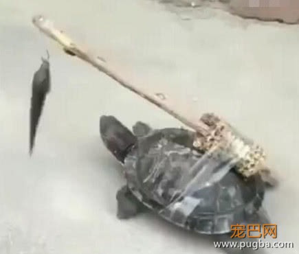 主人和乌龟恶作剧，乌龟上当后傻傻往前追，网友直呼智商是硬伤-1.jpeg