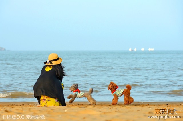 我的最爱——泰迪犬！-2.jpeg