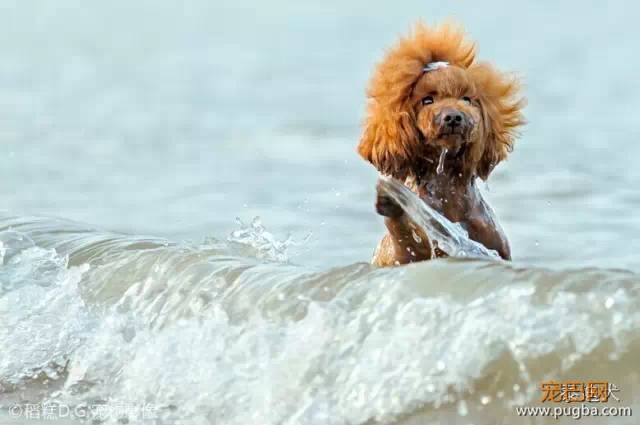 我的最爱——泰迪犬！-6.jpeg