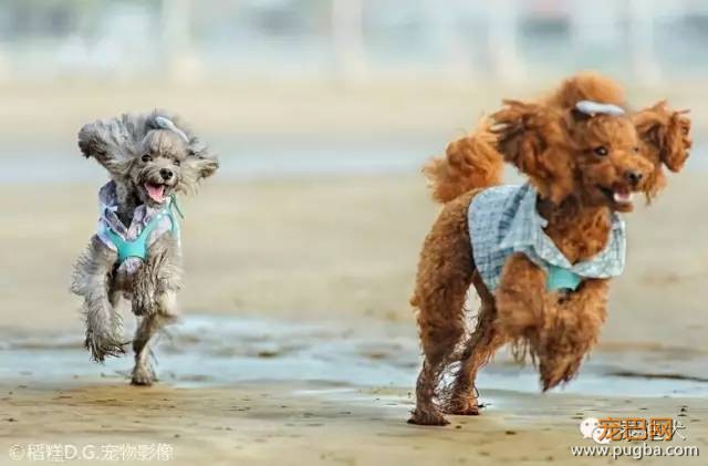 我的最爱——泰迪犬！-10.jpeg