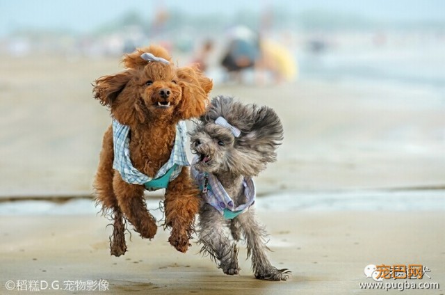 我的最爱——泰迪犬！-11.jpeg