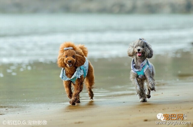 我的最爱——泰迪犬！-15.jpeg