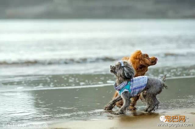 我的最爱——泰迪犬！-16.jpeg