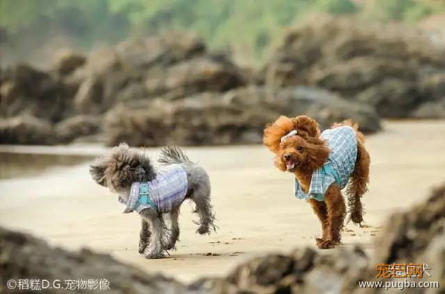 我的最爱——泰迪犬！-19.jpeg