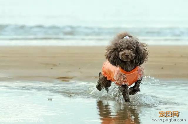 我的最爱——泰迪犬！-21.jpeg