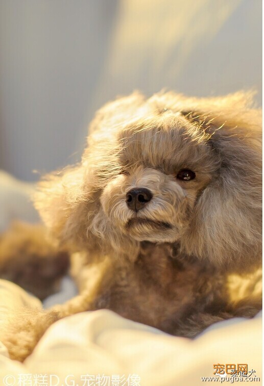 我的最爱——泰迪犬！-20.jpeg