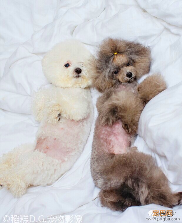 我的最爱——泰迪犬！-25.jpeg
