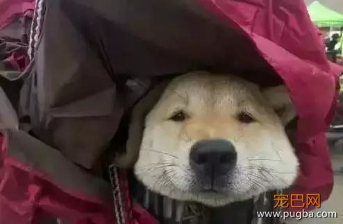 养狗需要很有钱？那穷人怎么办...-5.jpeg