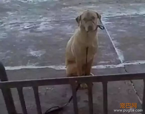养狗需要很有钱？那穷人怎么办...-7.jpeg