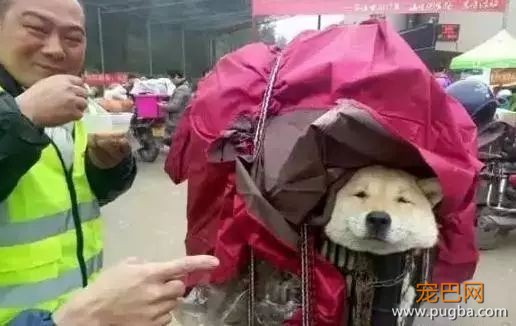 养狗需要很有钱？那穷人怎么办...-6.jpeg