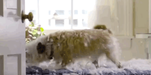 让没有运动天赋的狗狗接飞盘？每个画面都是被虐表情包…-13.gif