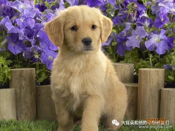 狗狗拉稀（拉血）的现象和原因及处理方法-1.jpeg