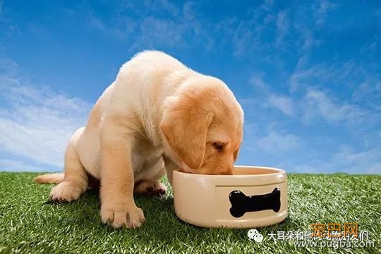 狗狗拉稀（拉血）的现象和原因及处理方法-3.jpeg
