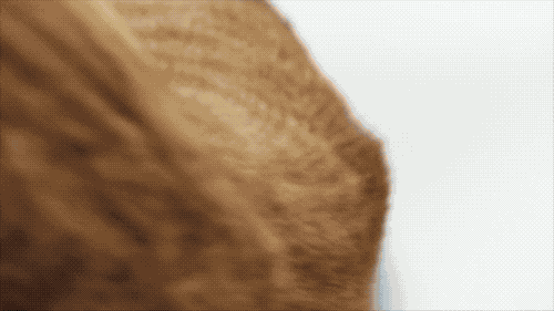 12款畅销梳子超详细测评，帮你种草避雷！-16.gif