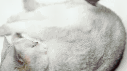 12款畅销梳子超详细测评，帮你种草避雷！-13.gif