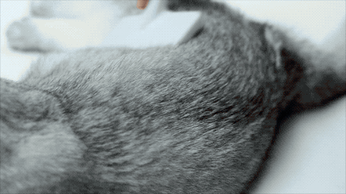 12款畅销梳子超详细测评，帮你种草避雷！-18.gif