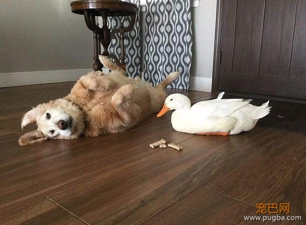 鸭子和狗狗的坚固友情如何建立？一起偷吃！-8.jpeg